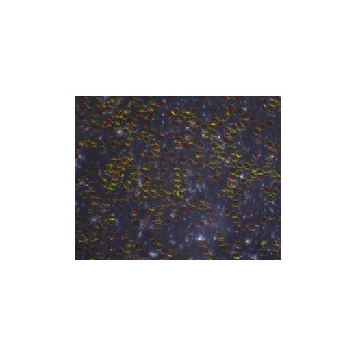BL-CDW - Darkfield pro Dino-Lite