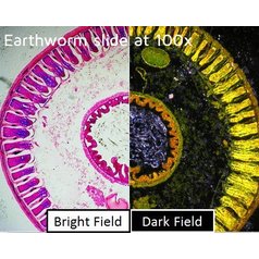 BL-CDW - Darkfield pro Dino-Lite