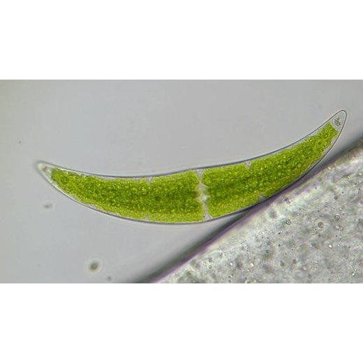 Bresser Researcher Trino 40-1000x Mikroskop
