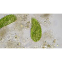 Bresser Researcher Trino 40-1000x Mikroskop