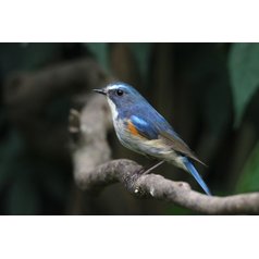 Kelvin MAK80 AZ - fototeleskop